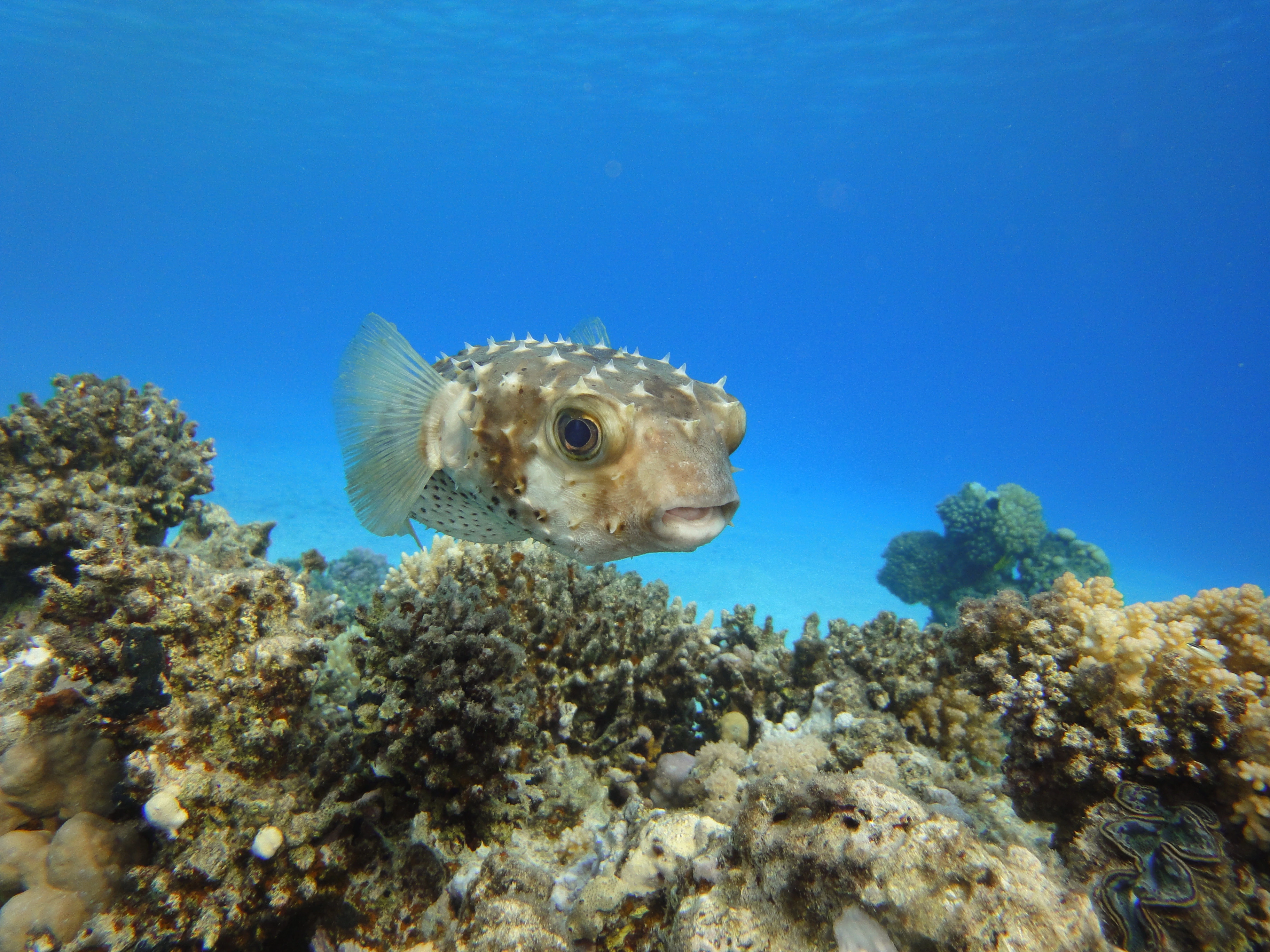 Tauchwelt Kugelfisch